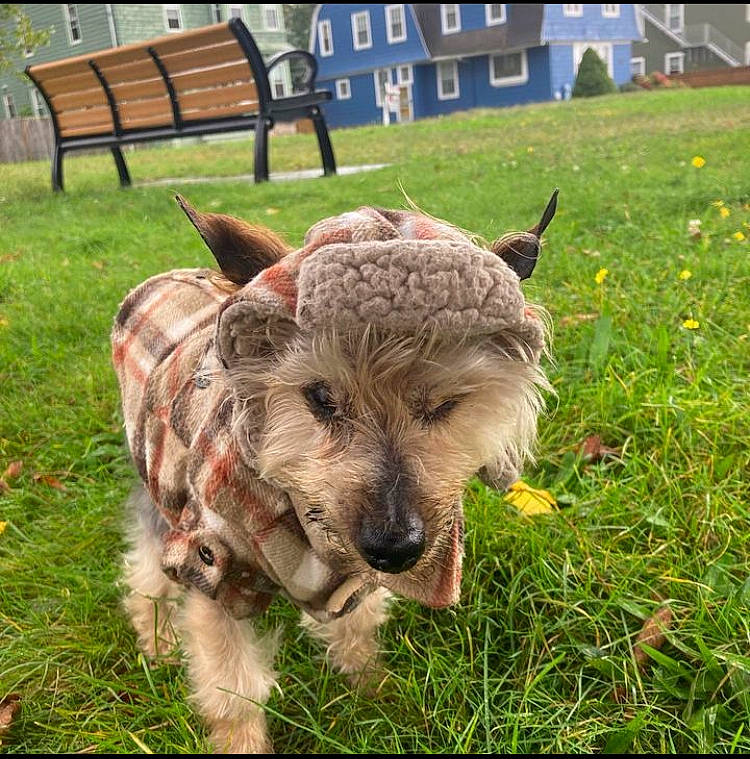 Brady joined the competition — help win amazing prizes! bench, canidae, carnivore, companion_dog, dog, dog_breed, fawn, grass, grassland, groundcover, livestock, outdoor_furniture, pasture, plant, snout, sporting_group, suidae, terrestrial_animal, terrier, working_animal