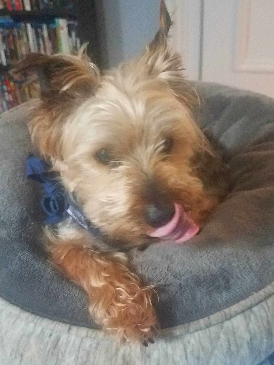 Brady joined the competition — help win amazing prizes! bookcase, carnivore, comfort, companion_dog, dog, dog_breed, dog_supply, fawn, fur, liver, picture_frame, shelf, shelving, small_terrier, snout, sporting_group, terrier, toy_dog, working_animal, yorkshire_terrier