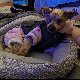 Brady joined the competition — help win amazing prizes! blue, canidae, carnivore, chinese_crested_dog, comfort, companion_dog, dog, dog_bed, dog_breed, dog_clothes, dog_supply, event, fawn, peruvian_hairless_dog, pet_supply, purple, small_terrier, sporting_group, terrier, toy_dog