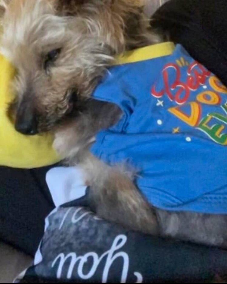 Brady is registered to the contest to win money with this photo: carnivore, companion_dog, dog, dog_breed, dog_supply, fur, non_sporting_group, pet_supply, photo_caption, small_terrier, sporting_group, terrier, toy_dog, working_animal, yorkipoo