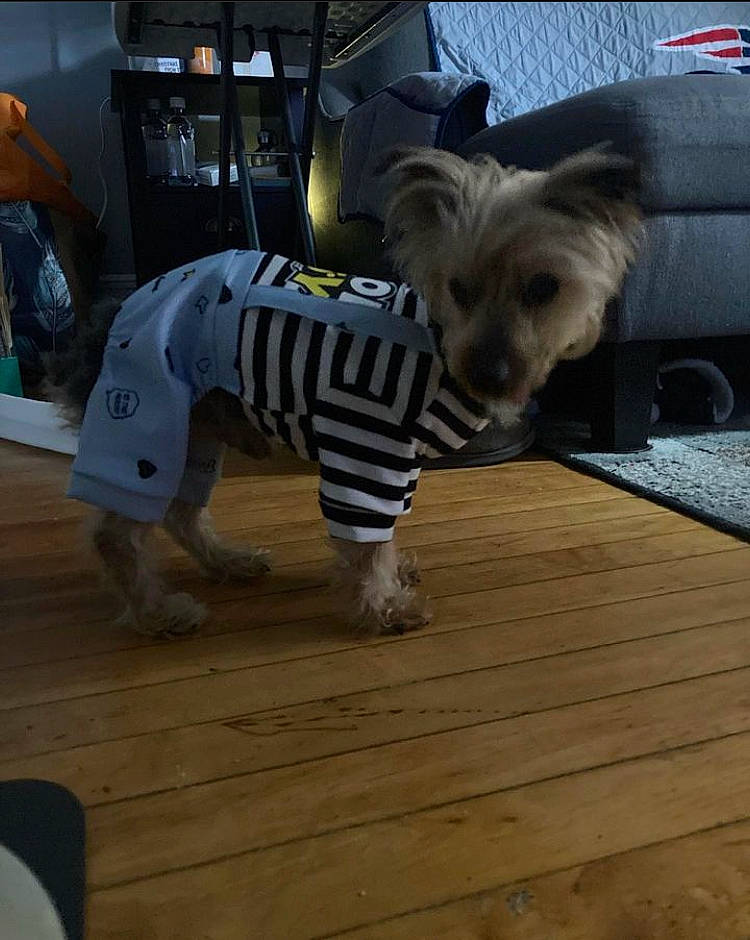 Brady joined the competition — help win amazing prizes! canidae, carnivore, companion_dog, dog, dog_breed, dog_clothes, dog_supply, event, fawn, flooring, fur, hardwood, plank, snout, sporting_group, tail, terrestrial_animal, toy_dog, wood, working_animal