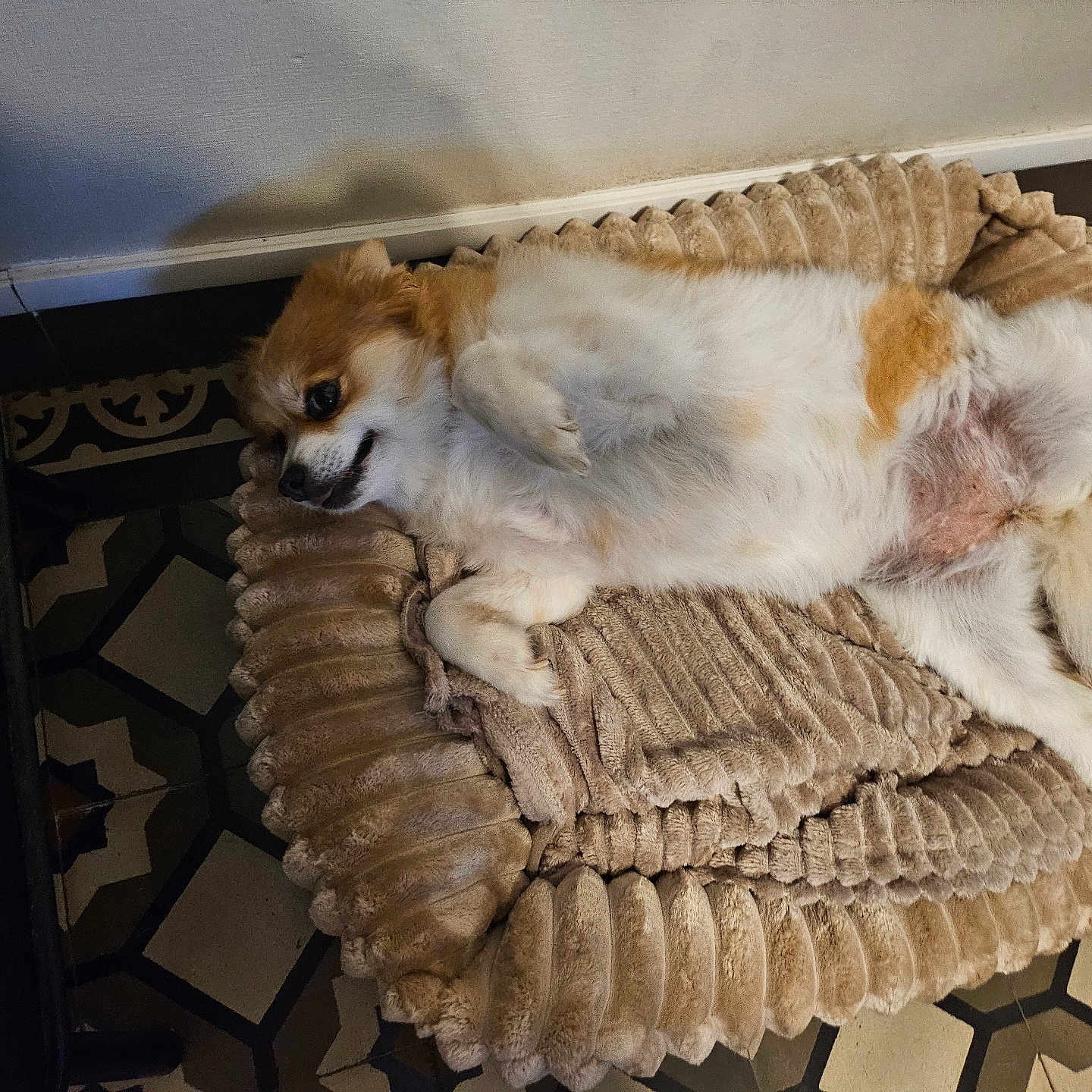 Ruby a rejoint le concours — aidez-le/la à gagner de superbes lots ! animal, bed, canine, comfort, cozy, cute, dog, floor, fur, home, indoor, lying_down, pet, plush, relaxed, resting, sideways_gaze, small_dog, tile_floor, white_and_brown