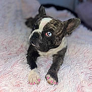 Bo Saucedo is registered to the contest to win money with this photo: animal, bedroom, blue_eyes, canine, close_up, companion, cozy, cute, dog, domestic_animal, fluffy_blanket, french_bulldog, fur, indoors, laying_down, paws, pet, pink_nails, resting, soft_texture