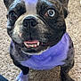 Bo Saucedo is registered to the contest to win money with this photo: animal, black, canine, carpet, close_up, dog, ears, french_bulldog, fur, happy, indoor, nose, paw, pet, purple_tint, shoe, smiling, teeth, tongue, white