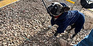 Bo Saucedo is registered to the contest to win money with this photo: animal, blue_outfit, boots, canine, casual, clothing, curious, daylight, dog, footwear, jeans, leash, outdoor, pavement, person, pet, rocky_ground, side_view, small_dog, walking
