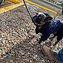 animal, blue_outfit, boots, canine, casual, clothing, curious, daylight, dog, footwear, jeans, leash, outdoor, pavement, person, pet, rocky_ground, side_view, small_dog, walking