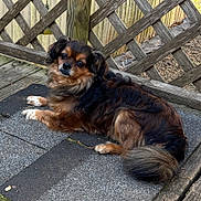 Lexi is registered to the contest to win money with this photo: animal, black_fur, brown_fur, canine, companion, curious, deck, dog, fur, lattice, nature, outdoor, paw, pet, relaxed, resting, small_dog, tail, texture, wooden_fence