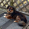 animal, black_fur, brown_fur, canine, companion, curious, deck, dog, fur, lattice, nature, outdoor, paw, pet, relaxed, resting, small_dog, tail, texture, wooden_fence