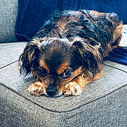 Lexi joined the competition — help win amazing prizes! animal, blanket, brown_eyes, closeup, couch, cozy, cute, dog, domestic_animal, fur, home, indoor, laying_down, long_ears, paws, pet, portrait, resting, small_dog, sofa