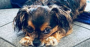 Lexi joined the competition — help win amazing prizes! animal, blanket, brown_eyes, closeup, couch, cozy, cute, dog, domestic_animal, fur, home, indoor, laying_down, long_ears, paws, pet, portrait, resting, small_dog, sofa