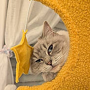 Chibi is registered to the contest to win money with this photo: cat, gray_cat, furry, crescent_moon, yellow, star_toy, indoor, cozy, pet, animal, cute, whiskers, relaxed, soft_texture, closeup, playful, domestic, feline, sleepy_eyes, toy