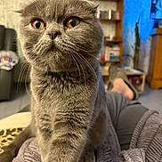 Alix a rejoint le concours — aidez-le/la à gagner de superbes lots ! cat, gray_cat, pet, indoor, close_up, feline, animal, whiskers, fur, person, lap, living_room, furniture, bookshelf, television, relaxation, home, cozy, curious, orange_eyes