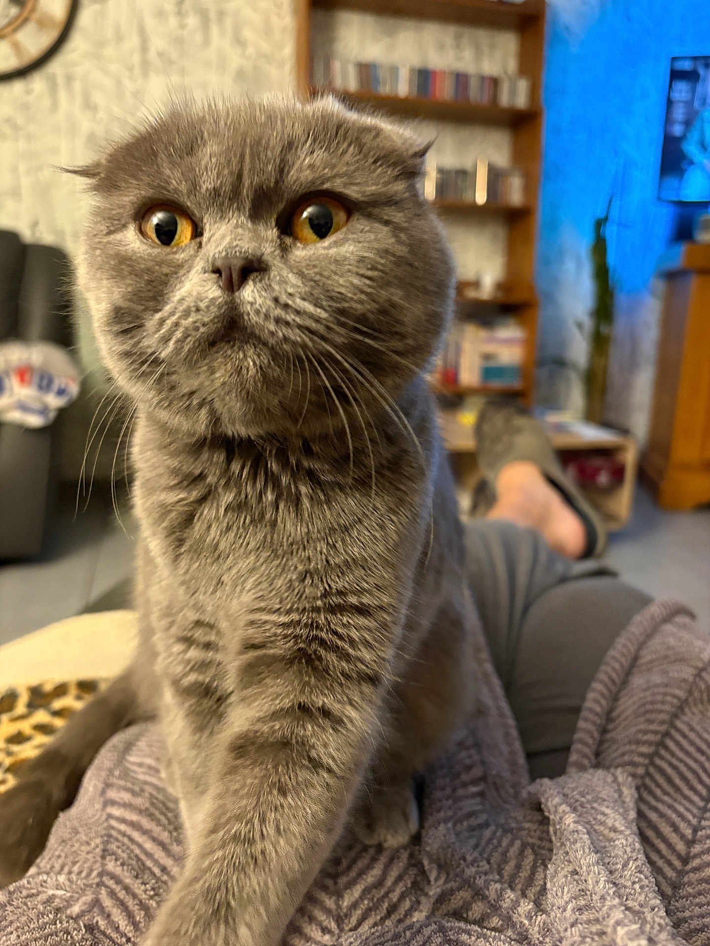Alix a rejoint le concours — aidez-le/la à gagner de superbes lots ! cat, gray_cat, pet, indoor, close_up, feline, animal, whiskers, fur, person, lap, living_room, furniture, bookshelf, television, relaxation, home, cozy, curious, orange_eyes