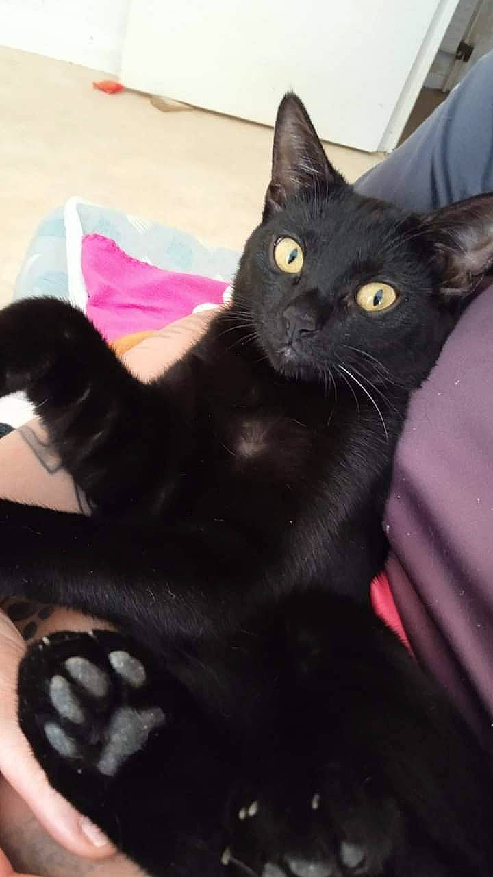 Clochette a rejoint le concours — aidez-le/la à gagner de superbes lots ! black_cat, bombay, carnivore, cat, claw, comfort, domestic_short_haired_cat, felidae, fur, havana_brown, mammal, paw, plant, sitting, small_to_medium_sized_cats, snout, tail, vertebrate, whiskers