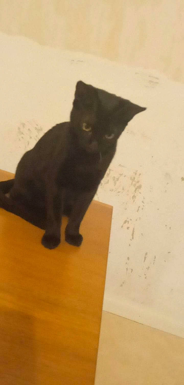 Clochette participe au concours pour gagner de l'argent avec cette photo : bombay, carnivore, cat, domestic_short_haired_cat, felidae, flooring, fur, hardwood, plywood, shadow, small_to_medium_sized_cats, tail, terrestrial_animal, whiskers, wood, wood_stain