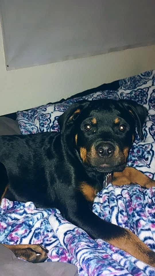 Ruby is registered to the contest to win money with this photo: canidae, carnivore, comfort, companion_dog, couch, dog, dog_breed, dog_supply, fawn, fur, guard_dog, rottweiler, snout, sporting_group, working_animal, working_dog