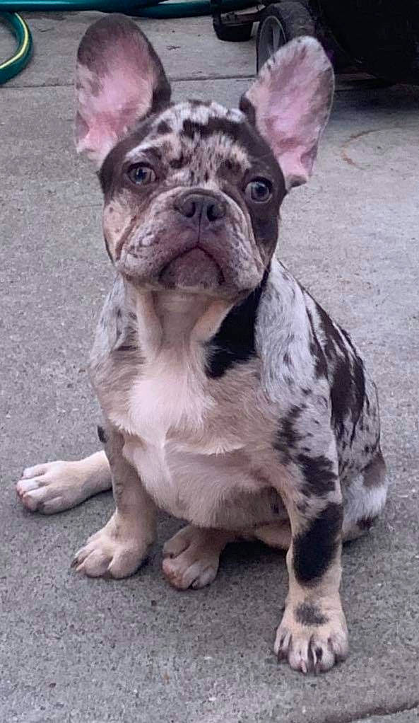 Sugar Bear joined the competition — help win amazing prizes! bulldog, carnivore, companion_dog, dog, dog_breed, dog_collar, ear, eye, fawn, grass, head, non_sporting_group, snout, sporting_group, terrestrial_animal, whiskers, working_animal, wrinkle