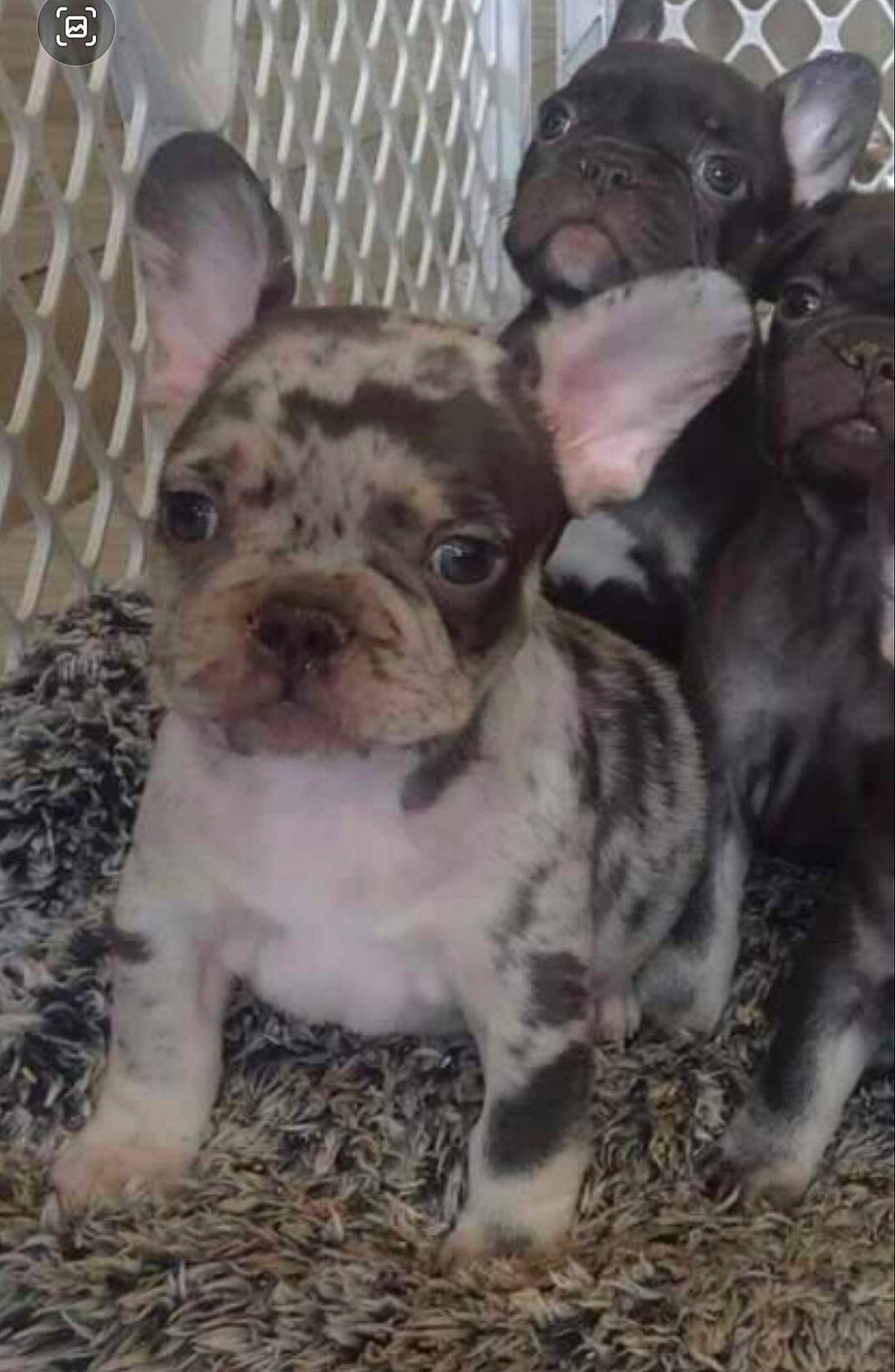 Sugar Bear is registered to the contest to win money with this photo: bulldog, canidae, carnivore, companion_dog, dog, dog_breed, ear, fawn, french_bulldog, fur, molosser, non_sporting_group, puppy_love, snout, sporting_group, terrestrial_animal, toy_dog, whiskers, working_animal, wrinkle