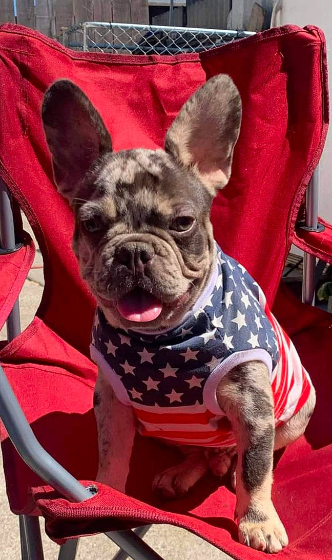 Sugar Bear joined the competition — help win amazing prizes! bulldog, canidae, carnivore, chair, collar, comfort, companion_dog, dog, dog_breed, dog_collar, ear, fawn, mammal, pet_supply, pink, snout, sporting_group, terrestrial_animal, toy_dog, working_animal