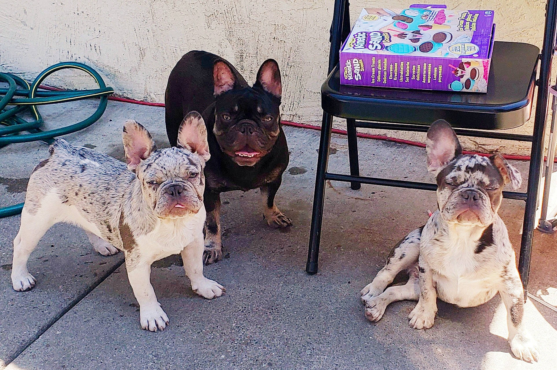 Sugar Bear is registered to the contest to win money with this photo: canidae, carnivore, chair, collar, companion_dog, dog, dog_breed, dog_collar, dog_supply, fawn, grey, leash, mammal, paw, pet_supply, snout, sporting_group, toy_dog, vertebrate, working_animal