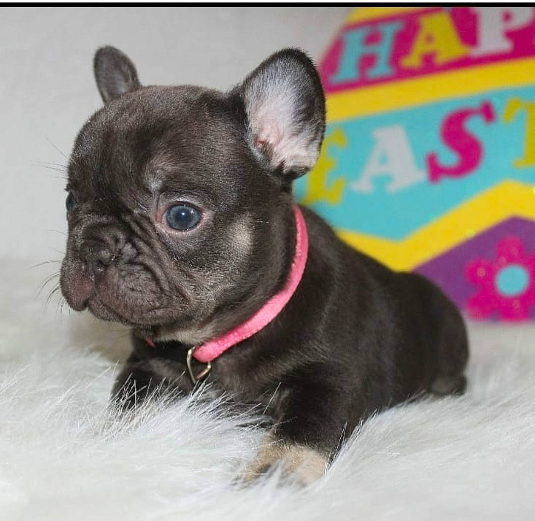 Mochi joined the competition — help win amazing prizes! biting, carnivore, collar, companion_dog, dog, dog_breed, dog_collar, dog_supply, ear, fawn, french_bulldog, fur, leash, pet_supply, pug, snout, terrestrial_animal, toy_dog, whiskers, working_animal