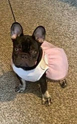 Mochi is registered to the contest to win money with this photo: ancient_dog_breeds, canidae, carnivore, collar, companion_dog, dog, dog_breed, ear, fawn, french_bulldog, non_sporting_group, snout, sporting_group, tail, terrestrial_animal, toy_dog, whiskers, working_animal