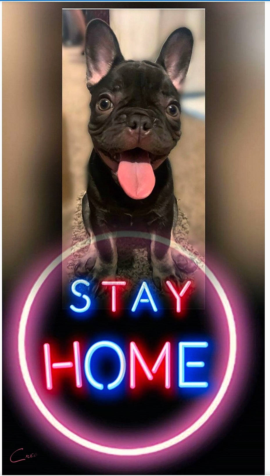 Mochi joined the competition — help win amazing prizes! bulldog, carnivore, companion_dog, dessert, dog, dog_breed, dog_supply, electric_blue, fawn, fictional_character, font, liver, logo, magenta, photo_caption, snout, terrestrial_animal, toy_dog, whiskers, working_animal