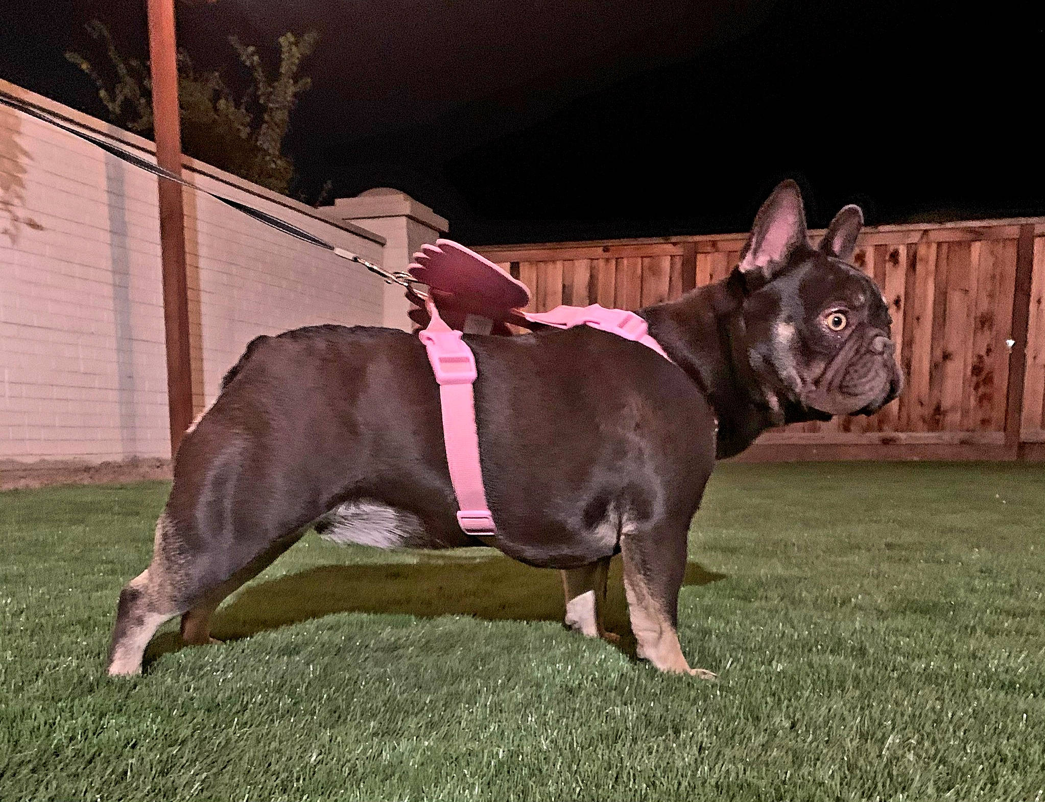 Mochi is registered to the contest to win money with this photo: bulldog, canidae, carnivore, collar, companion_dog, dog, dog_breed, dog_collar, dog_supply, ear, fashion_accessory, fawn, french_bulldog, grass, leash, plant, sporting_group, toy_dog, whiskers, working_animal