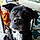 Daisey