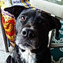 dog, black_dog, white_markings, indoor, tile_floor, chair, table, plant_pot, curious, pet, animal, close_up, looking, floor, furniture, domestic, canine, household, portrait, companion
