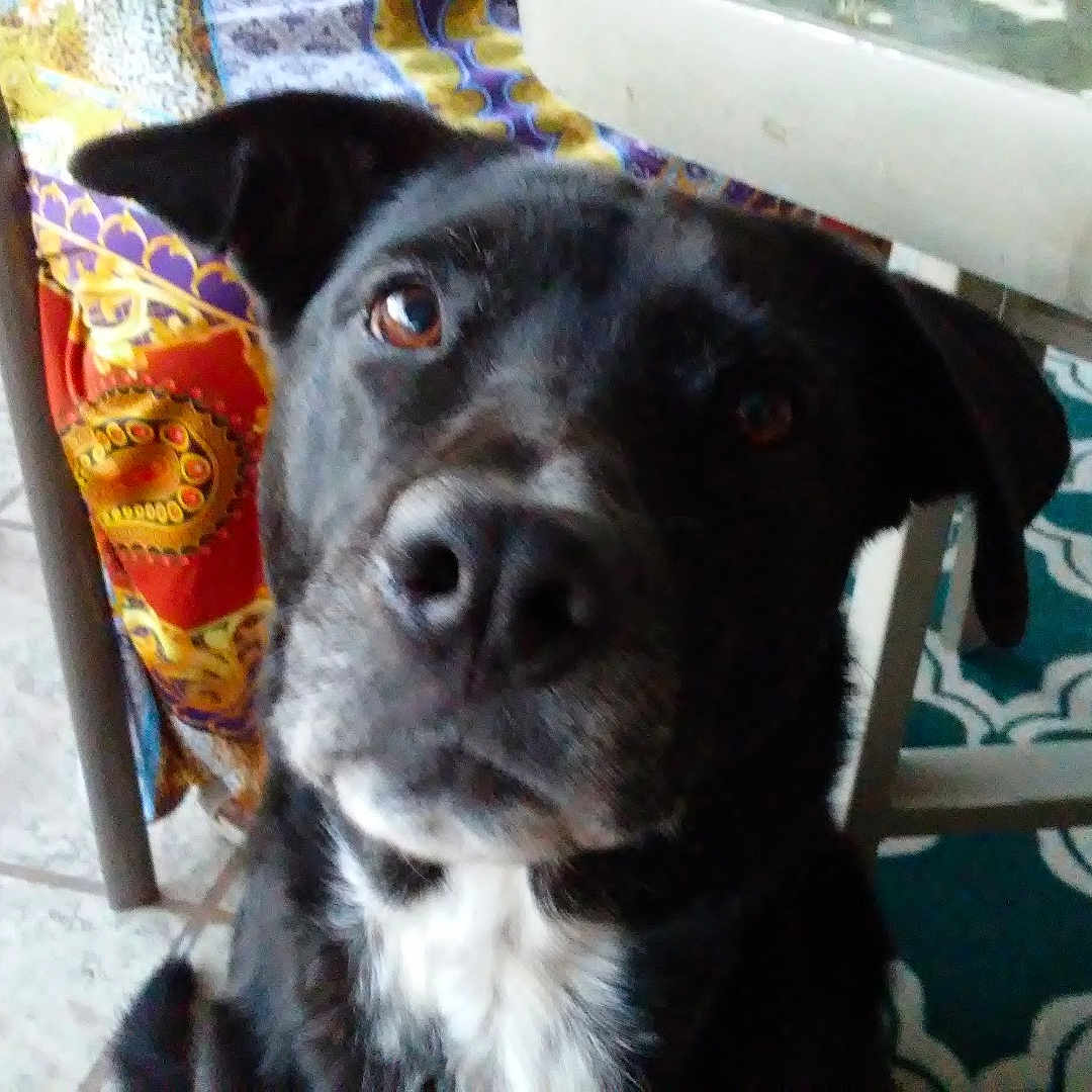 Daisey joined the competition — help win amazing prizes! animal, black_dog, canine, chair, close_up, companion, curious, dog, domestic, floor, furniture, household, indoor, looking, pet, plant_pot, portrait, table, tile_floor, white_markings