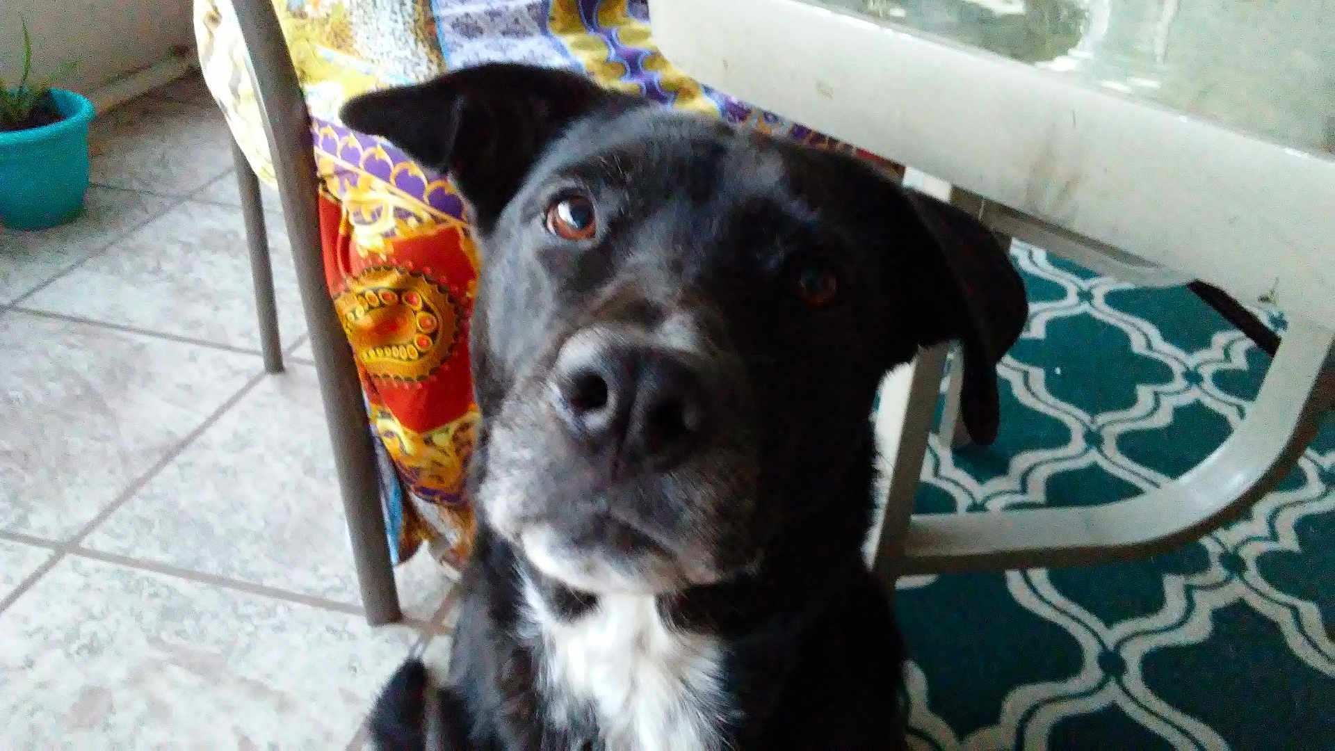 Daisey joined the competition — help win amazing prizes! dog, black_dog, white_markings, indoor, tile_floor, chair, table, plant_pot, curious, pet, animal, close_up, looking, floor, furniture, domestic, canine, household, portrait, companion