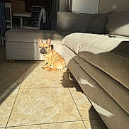 Coco is registered to the contest to win money with this photo: animal, beige, brown, chair, couch, cute, dog, floor, french_bulldog, home, indoor, kitchen, living_room, microwave, pet, sectional_sofa, shadow, small_dog, sunlight, tile_floor