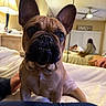 Coco joined the competition — help win amazing prizes! animal, bed, bedroom, canine, cozy, cute, dog, domestic_animal, ears, face, french_bulldog, furniture, home, indoor, lamp, mirror, person, pet, portrait, resting