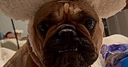 Coco joined the competition — help win amazing prizes! animal, bed, brown_fur, closeup, costume, cozy, cute, dog, expression, face, fluffy_ears, furniture, household, indoor, pet, pet_accessory, portrait, pug, sitting, whiskers
