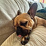 Coco joined the competition — help win amazing prizes! animal, blanket, companion, couch, cozy, cute, dog, ear_up, french_bulldog, fur, home, indoor, paw, pet, relaxed, resting, sleeping, snout, tongue_out, wrinkles