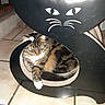 Oggy participe au concours pour gagner de l'argent avec cette photo : cat, tabby_cat, fluffy, feline, pet, animal, scratching_post, cat_tree, cardboard_bed, lounging, sitting, striped_fur, white_chest, paws, whiskers, indoors, tiled_floor, home, furniture, flash_photography