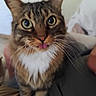 cat, tabby, close_up, indoor, curious, tongue_out, fluffy, pet, whiskers, feline, cute, animal, domestic, mammal, brown, white_chest, portrait, face, eyes, playful
