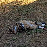 cat, fluffy_cat, long_hair, tabby, pet, animal, outdoor, grass, lawn, lying_down, back, paws_up, relaxed, sleeping, sunlight, shadow, garden, ground, fur, playful