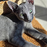 Oslo participe au concours pour gagner de l'argent avec cette photo : animal, cat, close_up, cute, ears, feline, focus, fur, gray_cat, green_eyes, indoor, laying_down, mat, pet, portrait, relaxing, shadow, sunlight, texture, whiskers