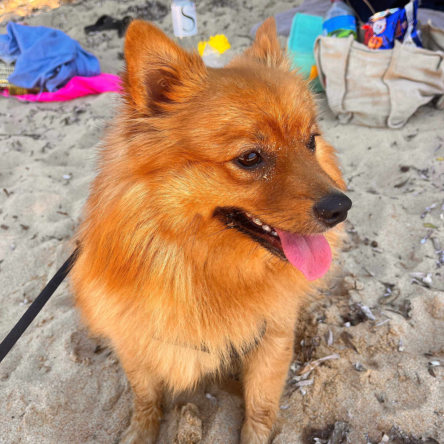 Thor a rejoint le concours — aidez-le/la à gagner de superbes lots ! animal, beach, canine, closeup, daytime, dog, fluffy, fur, golden_brown, happy, leash, nature, outdoor, pet, playful, sand, summer, sunlight, tongue_out, vacation