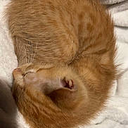 Lola joined the competition — help win amazing prizes! adorable, animal, blanket, cat, cozy, curled_up, cute, domestic_cat, fur, furry, indoor, kitten, nap, orange_tabby, pet, resting, sleeping, small, soft_texture, whiskers