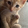 Lola joined the competition — help win amazing prizes! animal, cat, close_up, curious, cute, domestic_cat, ears, feline, fur, indoor, kitten, looking, orange_tabby, paw, pet, small, soft_surface, tail, whiskers, young