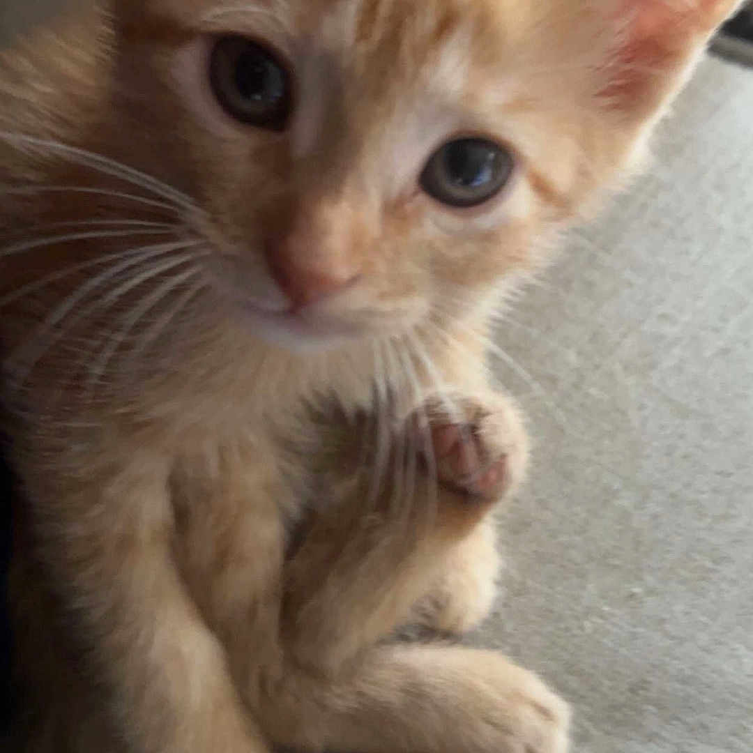 Lola joined the competition — help win amazing prizes! animal, cat, close_up, curious, cute, domestic_cat, ears, feline, fur, indoor, kitten, looking, orange_tabby, paw, pet, small, soft_surface, tail, whiskers, young