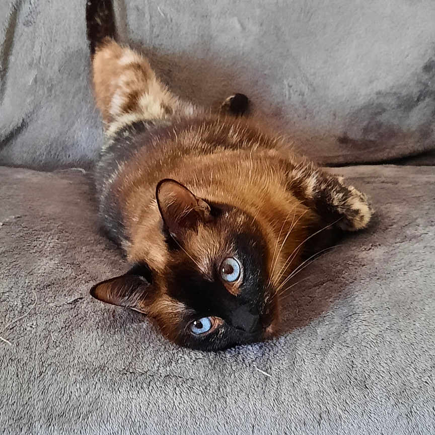 Cookie participe au concours pour gagner de l'argent avec cette photo : animal, blue_eyes, cat, couch, cozy, cute, domestic, ears, feline, fur, gray, indoor, laying, looking, mammal, pet, relaxing, resting, siamese, whiskers