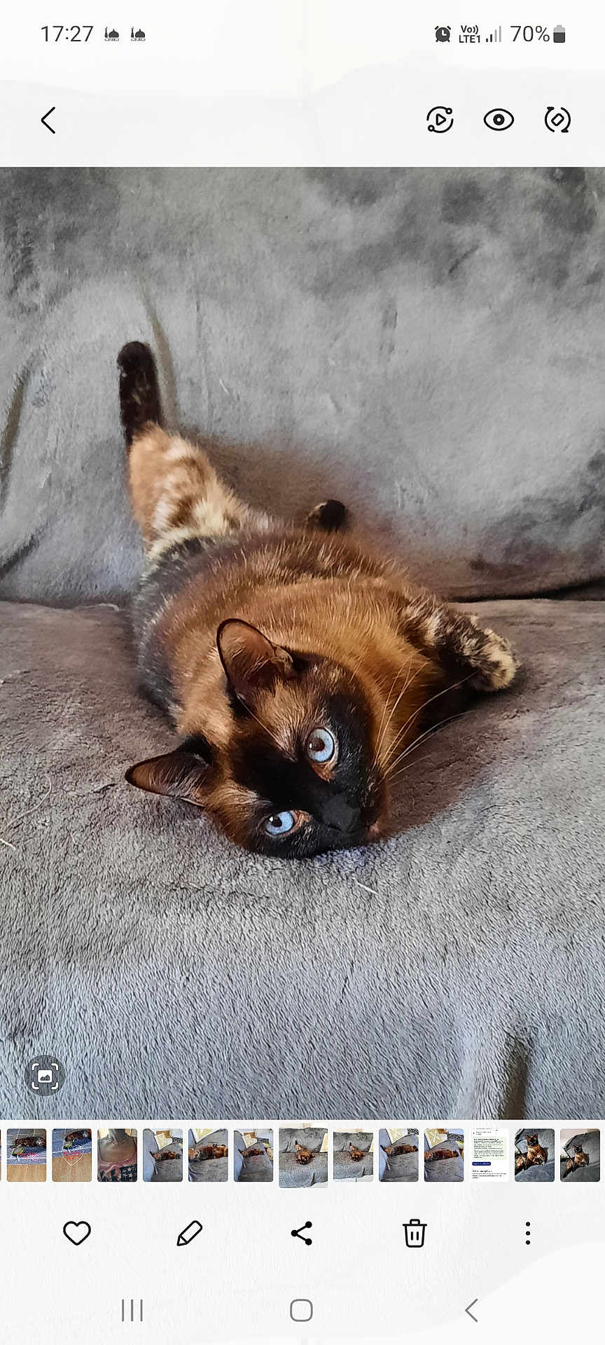 Cookie participe au concours pour gagner de l'argent avec cette photo : cat, siamese, blue_eyes, feline, pet, animal, indoor, couch, gray, relaxing, fur, whiskers, ears, laying, looking, cozy, domestic, mammal, cute, resting