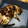 Cookie participe au concours pour gagner de l'argent avec cette photo : cat, siamese_cat, feline, pet, animal, box, cardboard_box, indoor, fluffy, resting, relaxed, fur, paw, tail, blue, pattern, floral, soft, cute, cozy
