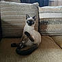 Cookie participe au concours pour gagner de l'argent avec cette photo : cat, siamese_cat, blue_eyes, pet, feline, indoor, sofa, cushion, curtains, beige, striped_cushion, patterned_cushion, raised_paw, looking_at_camera, domestic_animal, fur, whiskers, tail, relaxed, home