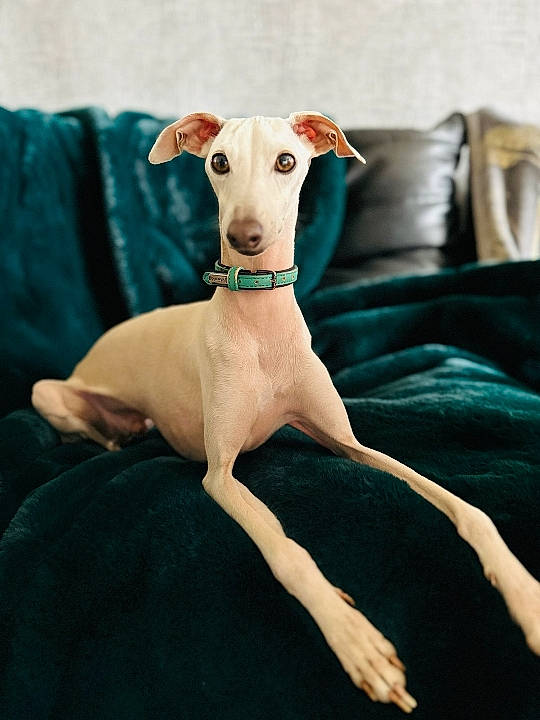 Swan a rejoint le concours — aidez-le/la à gagner de superbes lots ! ancient_dog_breeds, art, canidae, carnivore, comfort, companion_dog, couch, dog, dog_breed, dog_supply, fawn, non_sporting_group, rampur_greyhound, sighthound, sporting_group, tail, terrestrial_animal, toy_dog, working_animal