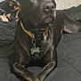 Creed joined the competition — help win amazing prizes! dog, black_dog, pet, bed, collar, dog_tag, crossed_paws, indoor, resting, canine, animal, napping_dog, background, window_blinds, sleeping, fur, ears, nose, expression, domestic